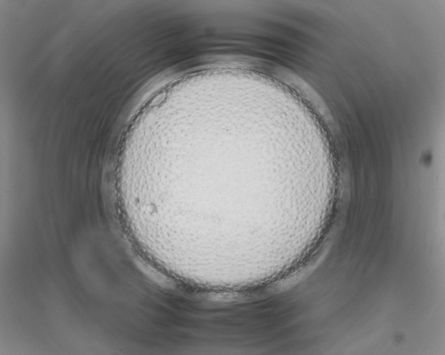 X0000116881425201002021139