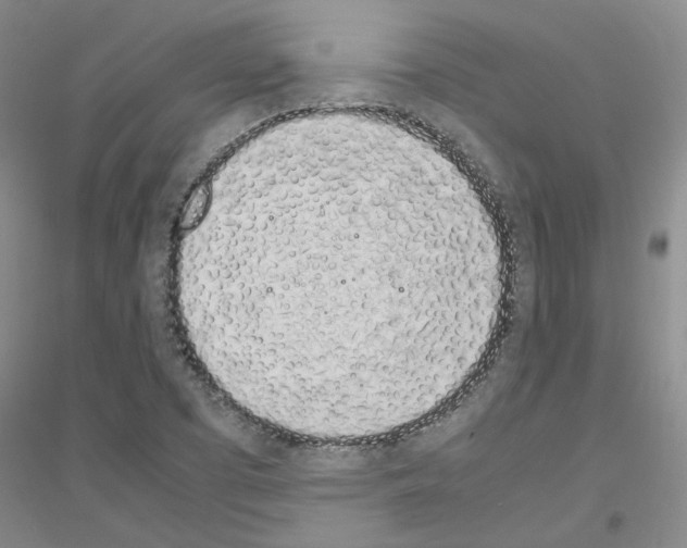 X0000116881457201002021138