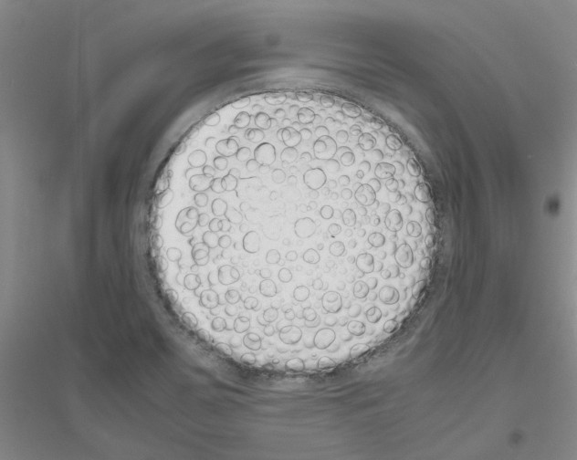 X0000116881467201002021138