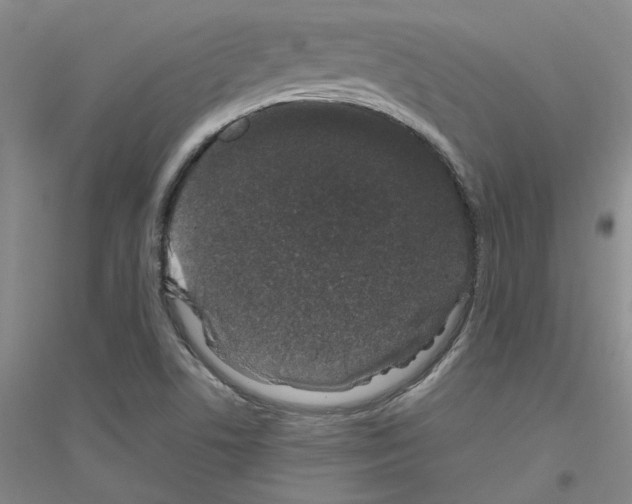 X0000116881506201002021137