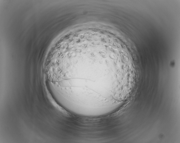 X0000116881515201002021137