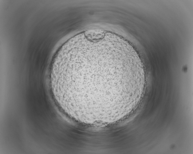 X0000116881517201002021137