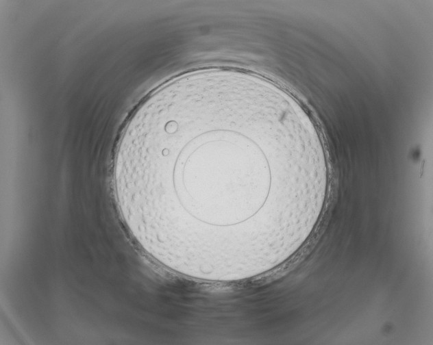 X0000116881525201002021137