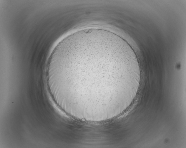 X0000116881526201002021137