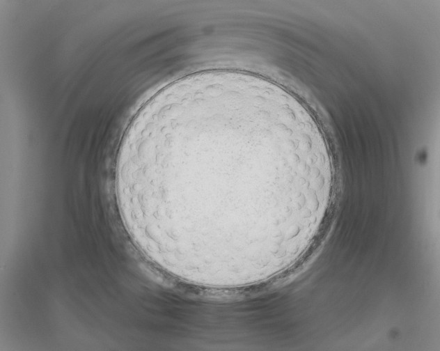 X0000116881529201002021137