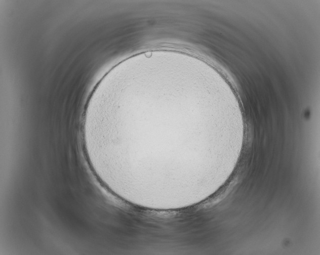 X0000116881533201002021137
