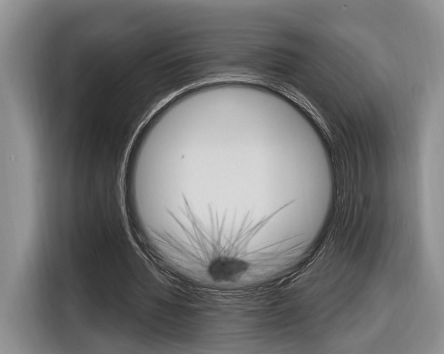 X0000116890436200912221007