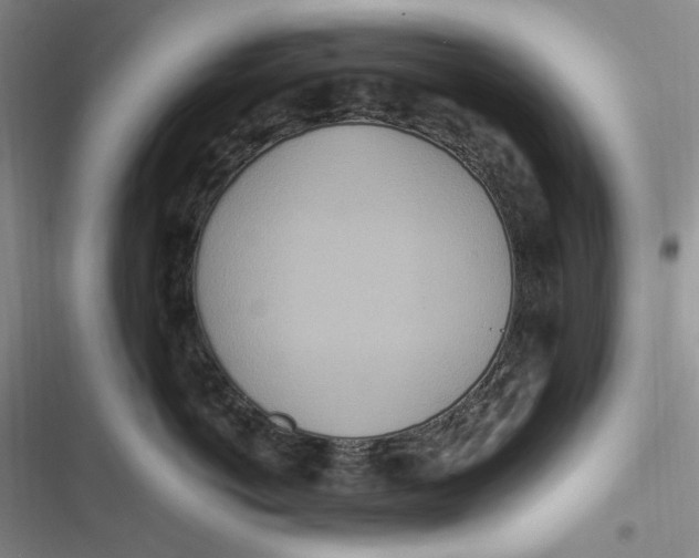 X0000116890766201001121343