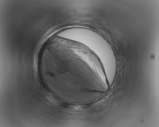 X0000116890295201001191811