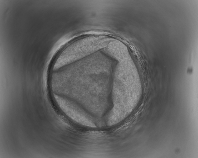 X0000116890296201001191811