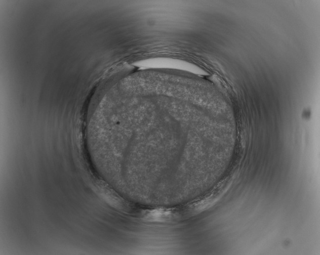 X0000116890366201001191810