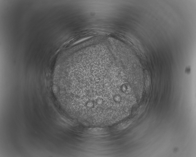 X0000116890367201001191810