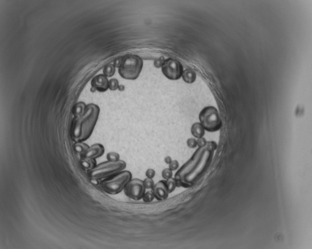 X0000116890001201002021219