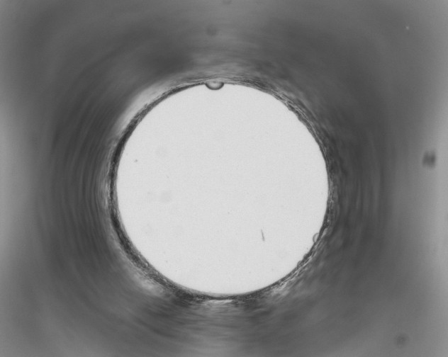 X0000116890054201002021217