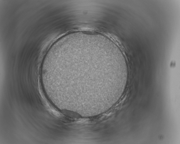 X0000116890097201002021217