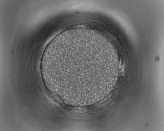 X0000116890099201002021217