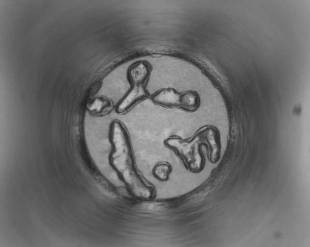 X0000116890117201002021217