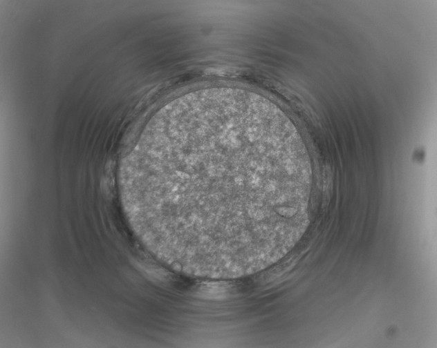 X0000116890127201002021217