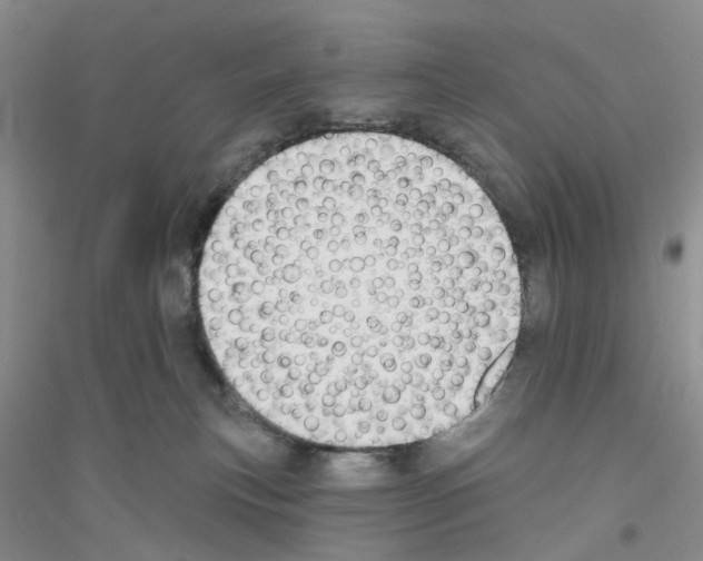 X0000116890183201002021217