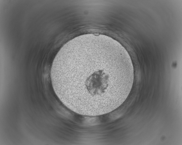 X0000116890185201002021217