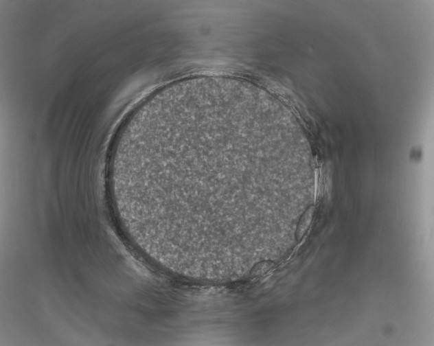 X0000116890243201002021215