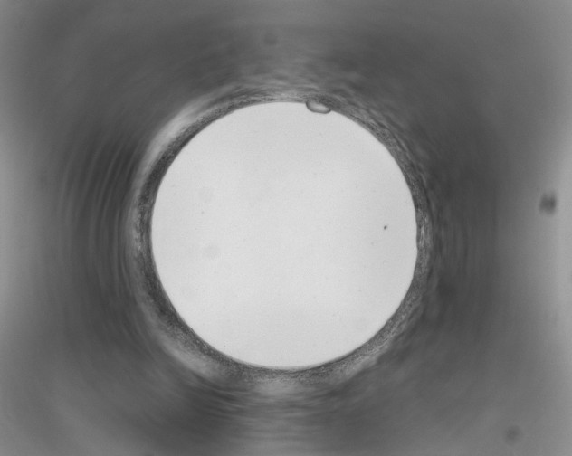 X0000116890246201002021215