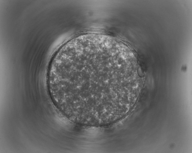 X0000116890293201002021215