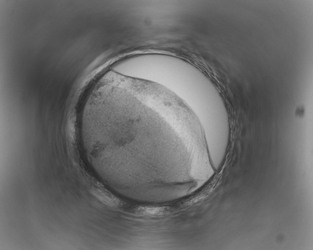 X0000116890295201002021215