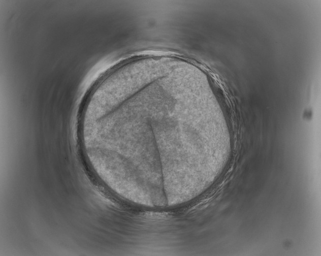 X0000116890296201002021215