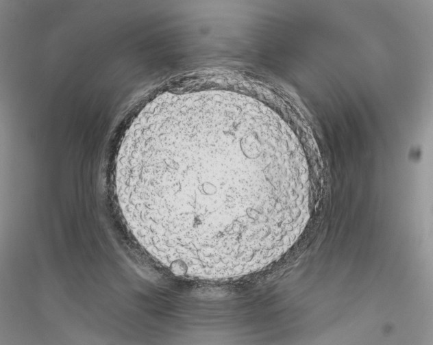 X0000116890299201002021215