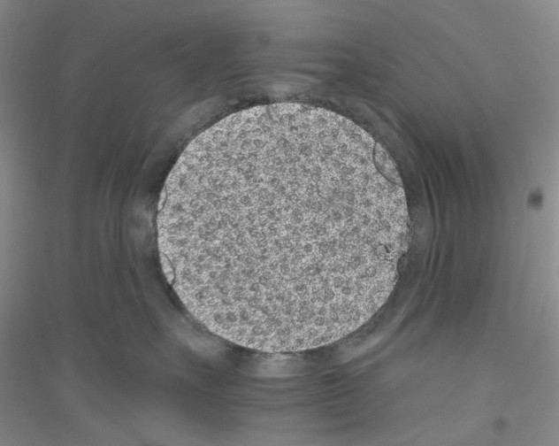 X0000116890527201002021212