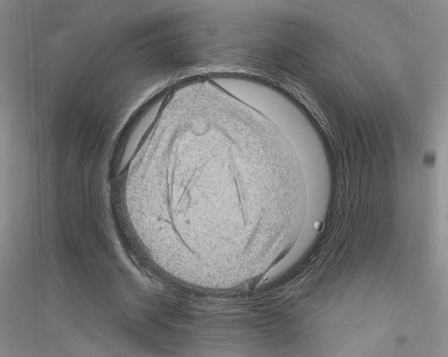 X0000116890534201002021211