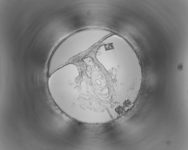 X0000116890856201002021207